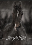 Team horses incorporated