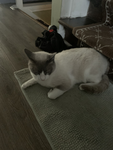 Milo The Cat Studio