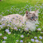 <FREESIA CLAN>