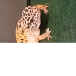 Reptiles are the best