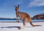 Goodonya mate Group Thumbnail