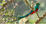 Bird Kingdom