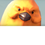 Bird Prayers!