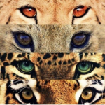 Big Cats In The Wild