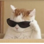 Cool cat group clothing!