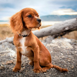 The Realm of Puppys