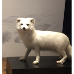 狐狸收養處