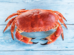 CRAB ARMY!!