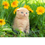 TwilightCatTaylor Club Group