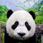 Panda nations