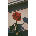 Rose...group
