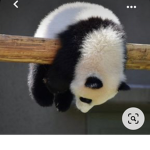 Ninja Panda Armyyy