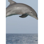 #The Dolphin Group