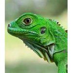 LIZARDS FOR EVA