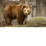 Bettet - The Bear Cult