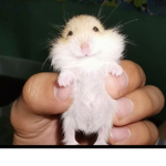 potatos :p