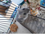 Duduś