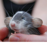 My Rat Kids