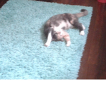 The Cat Ladys