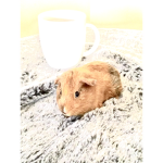 #Guinea pig group