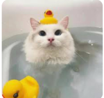 CrackyCats