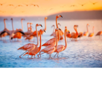 Aesthetic flamingo's