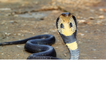 King Cobra's Den