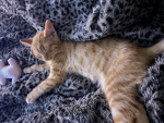 Cat Cece