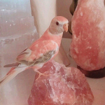 нєαятℓєѕѕ ¢яувαвιєѕ