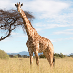 Fã clube de giraffes
