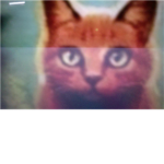 Warrior Cats Clan :)