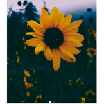 SunflowerYT