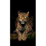 Jaguar_and_nature