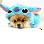 I love dogggssssss