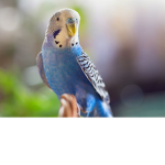 Budgie_ClothesLine