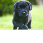 pup’s ru1e