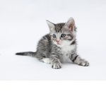 meow cat kitten