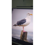 Team seagulls