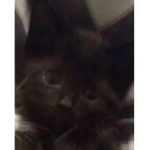 I love cats and u