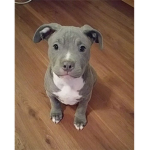 Opal is the best dog ever!