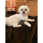 Teddy’s Sus