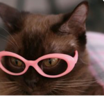 Cat fans forever!!!