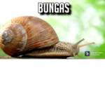 Bungas Association