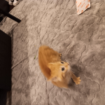 He ck er s hangout