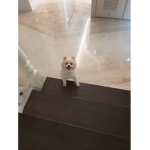 喔耶