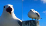 seagulls flock