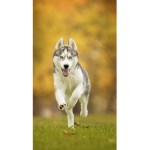 huskys are fluffy