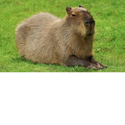 Capybara lsland