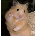 ratatouille fan.group