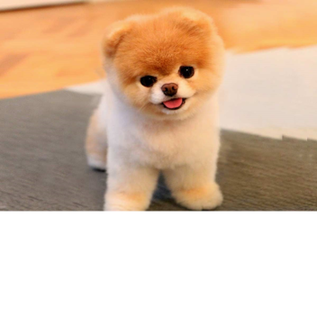 Dog Simulator